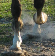 bubbabigfoot.jpg