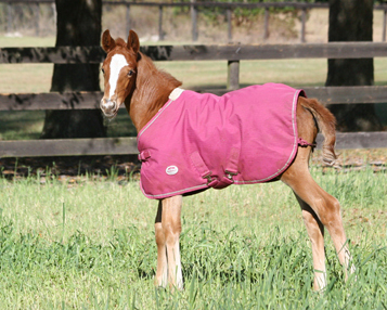 09foalsmarchwestmeadowghf.jpg