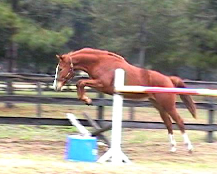 Noble Nellie free jump